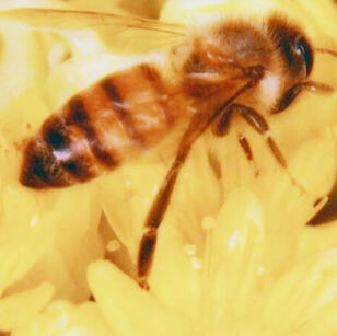 Bee